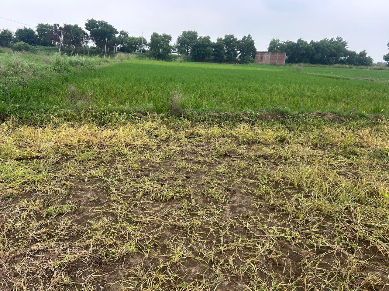 Commercial Plot